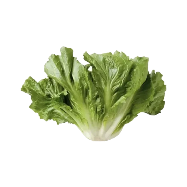 Escarola